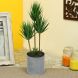 Green Plastic Artificial Plant with ABS Plastic Pot(APL18278)