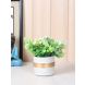 Verdant and Colourful Leafy House Plant-White(APL2078WH)